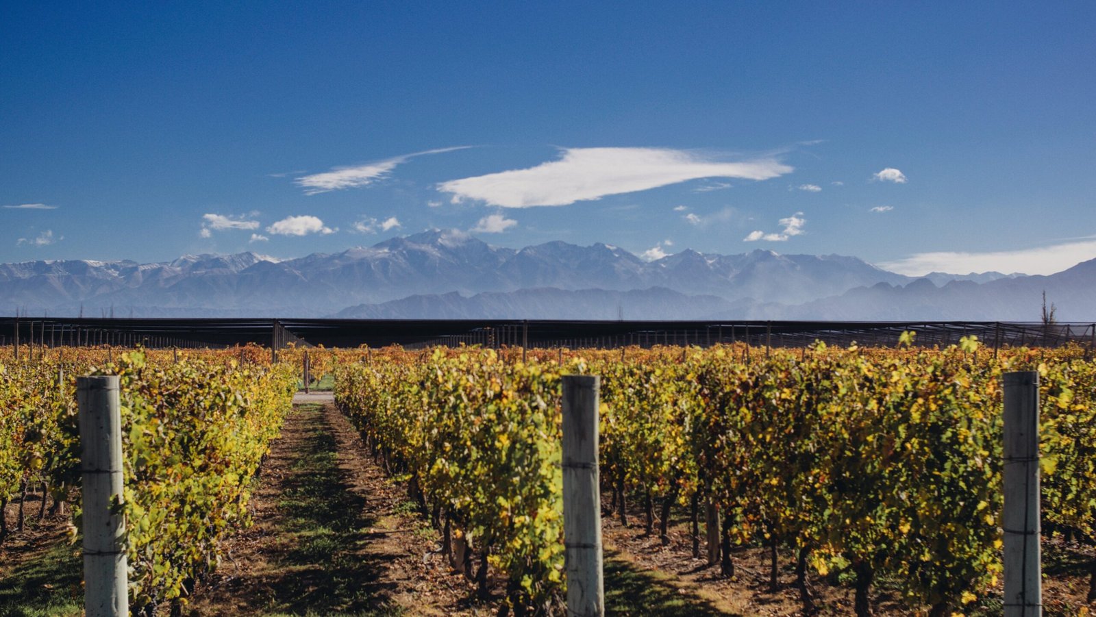 View of vineyard in winery in Mendoza, Argentina