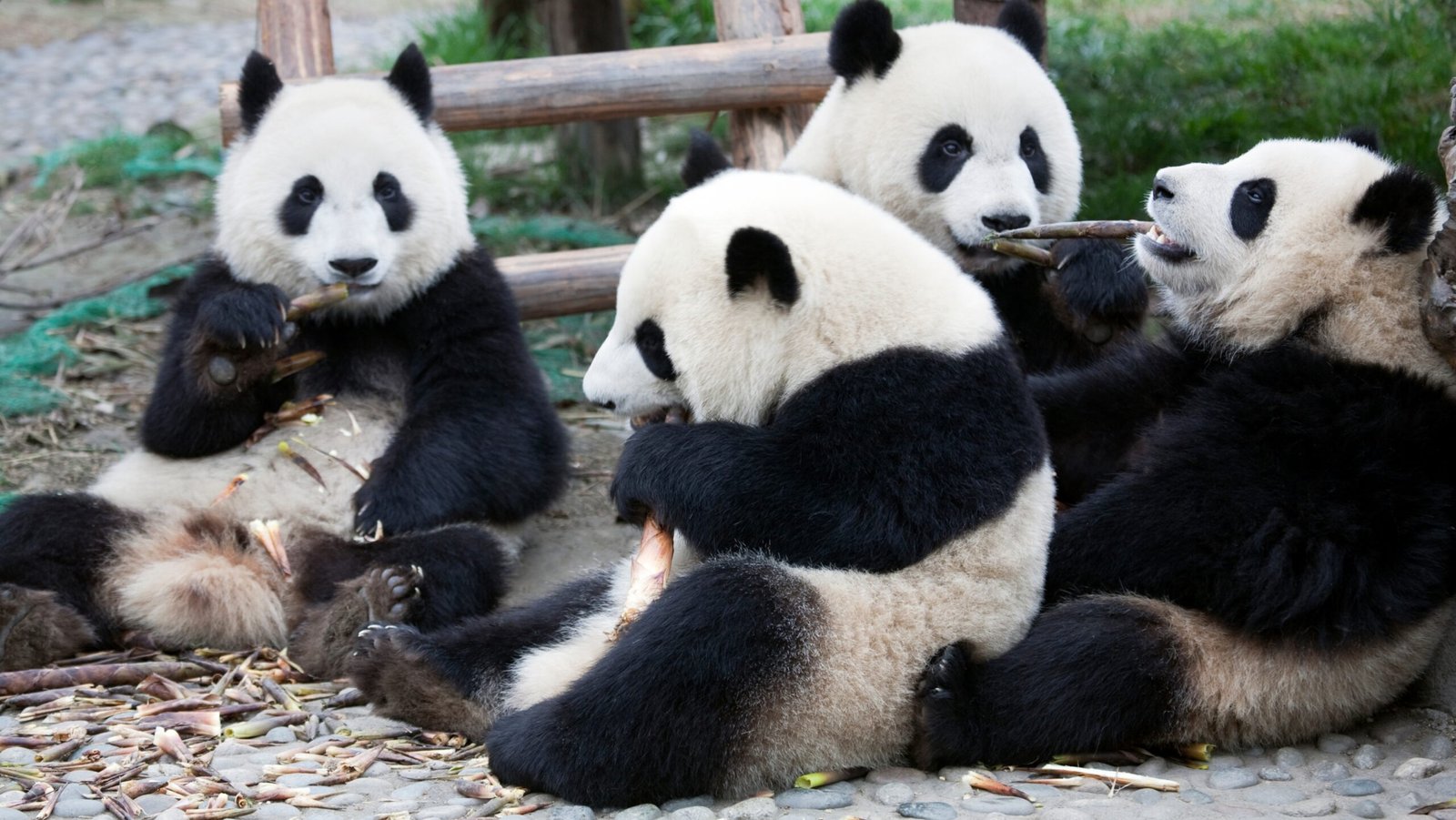 Four Pandas eating bamboo shoots