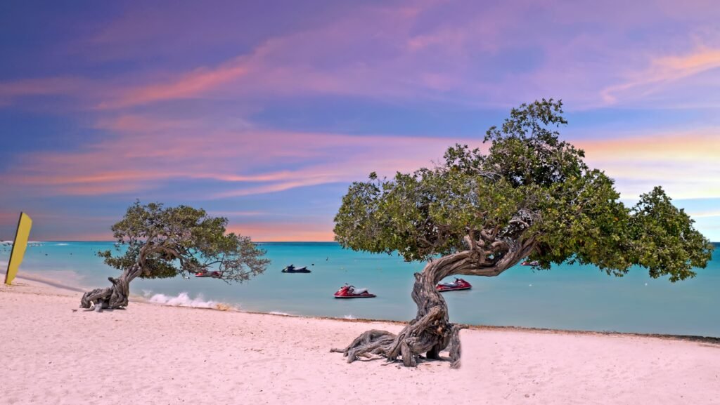 Iconic divi-divi trees bending in the breeze in Eagle each in Aruba