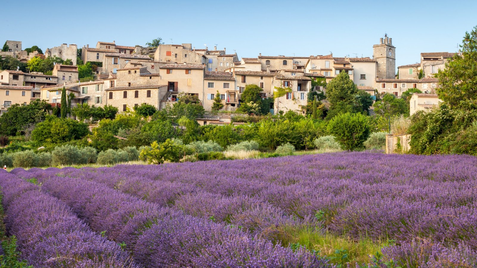 Lavender fields in Provence, France