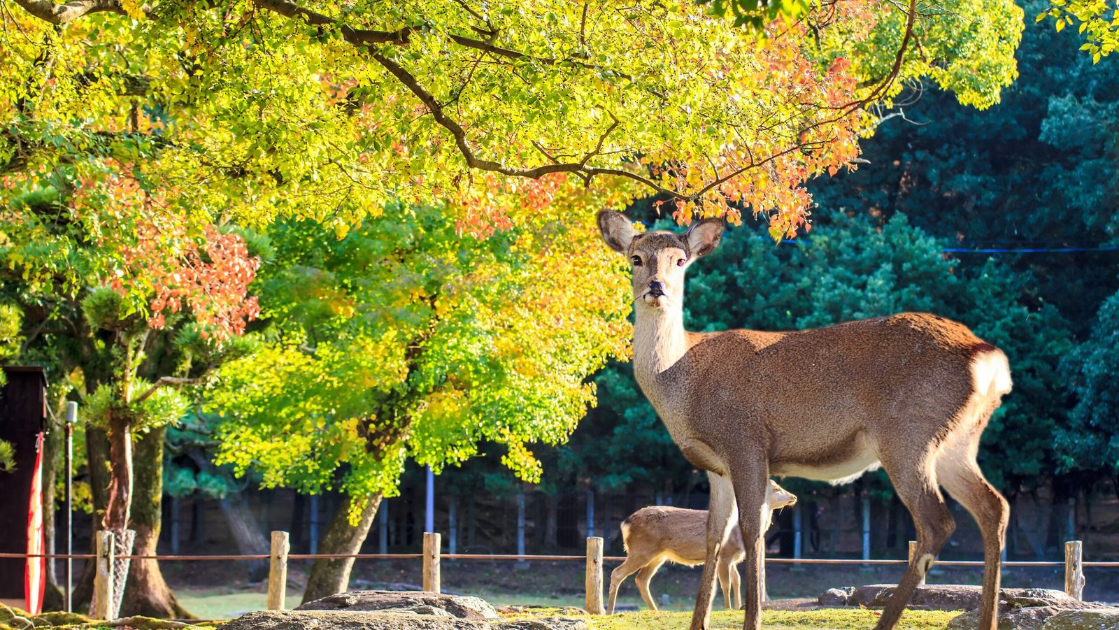 Deer roaming freely in Nara Park, Japan