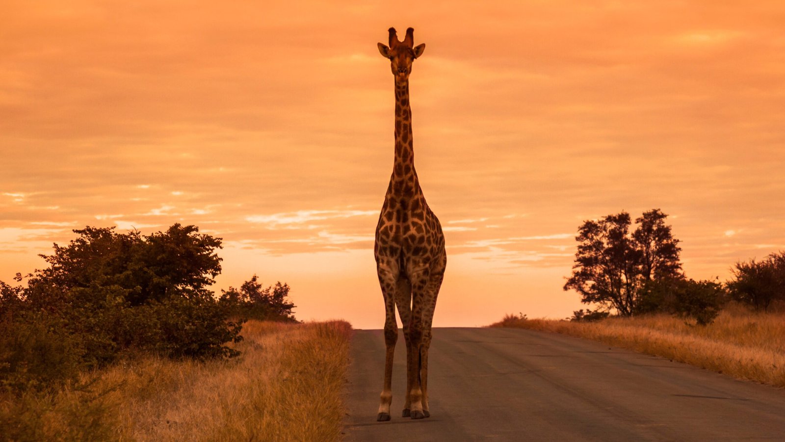 A giraffe standing on the side of a road at sunset