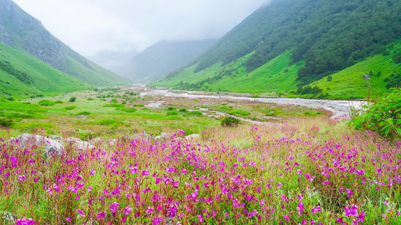 Valley of Flowers National park in rainy season