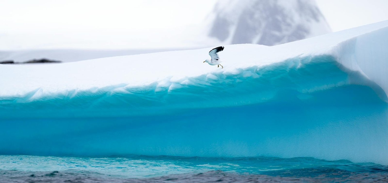 Bird Flying over Snow in Antarctica