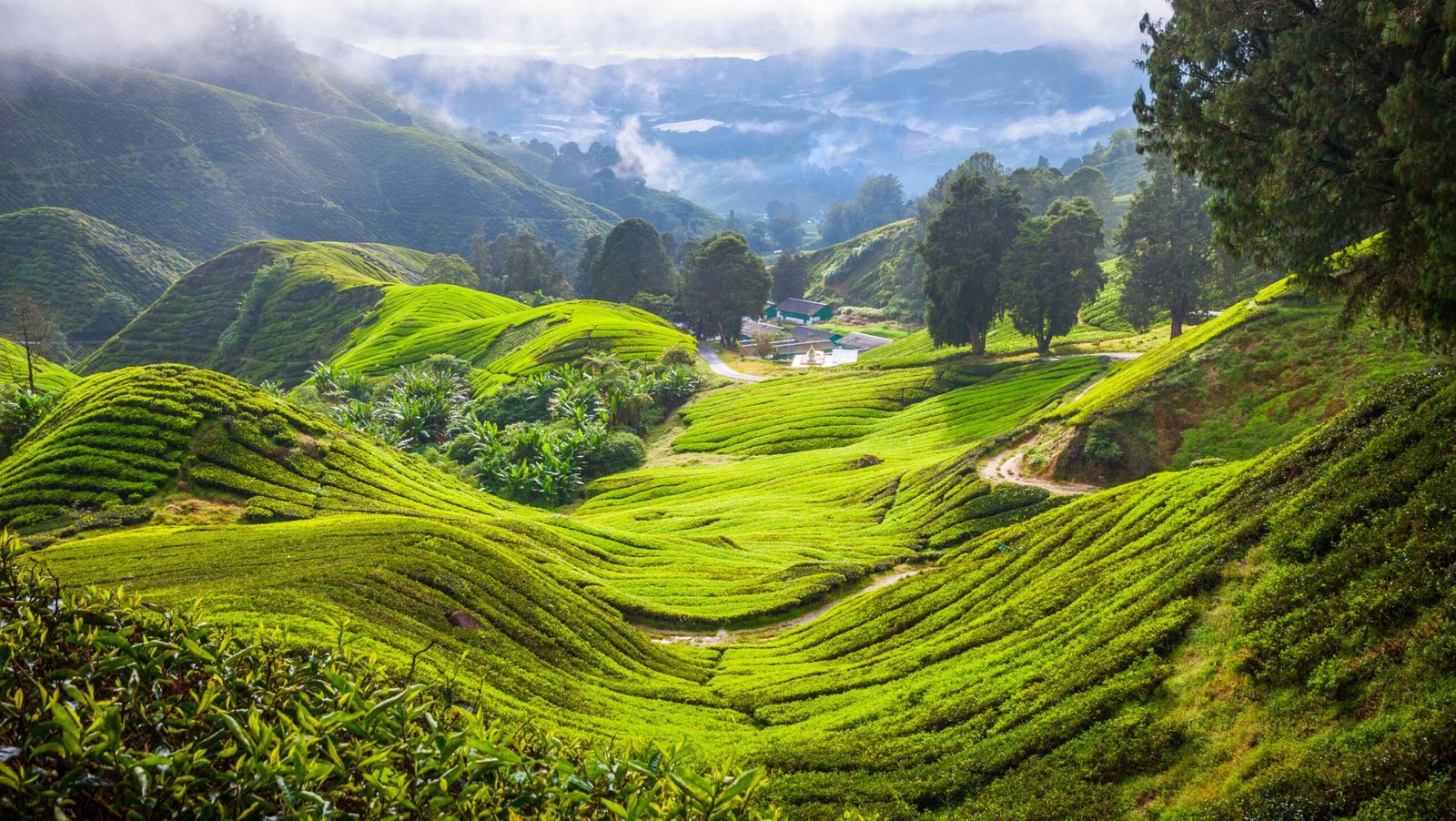 Cameron Highlands view